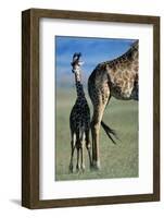Giraffe and Calf-Paul Souders-Framed Photographic Print