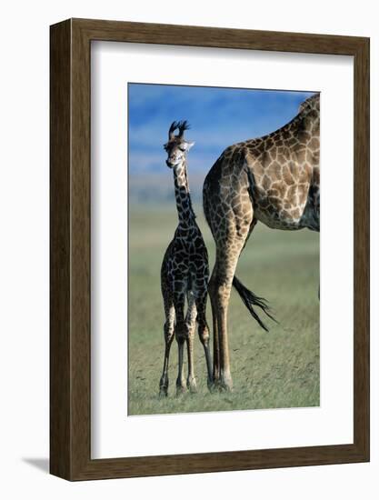 Giraffe and Calf-Paul Souders-Framed Photographic Print