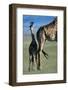 Giraffe and Calf-Paul Souders-Framed Photographic Print