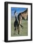 Giraffe and Calf-Paul Souders-Framed Photographic Print