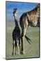 Giraffe and Calf-Paul Souders-Mounted Photographic Print