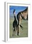 Giraffe and Calf-Paul Souders-Framed Photographic Print