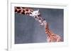 Giraffe and Calf-Lantern Press-Framed Art Print