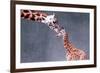 Giraffe and Calf-Lantern Press-Framed Art Print