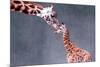 Giraffe and Calf-Lantern Press-Mounted Art Print