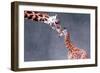 Giraffe and Calf-Lantern Press-Framed Art Print