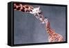 Giraffe and Calf-Lantern Press-Framed Stretched Canvas