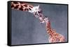 Giraffe and Calf-Lantern Press-Framed Stretched Canvas