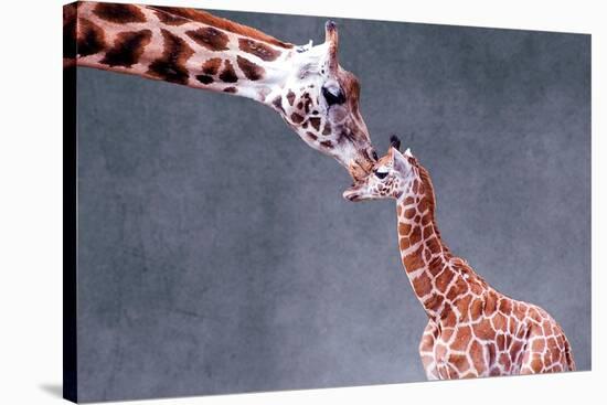 Giraffe and Calf-Lantern Press-Stretched Canvas