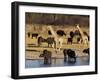 Giraffe and Cape Buffalo Drinking at Nyamandlove Pan, Hwange National Park, Zimbabwe-William Sutton-Framed Photographic Print