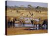Giraffe and Elephant at a Water Hole, Etosha National Park, Namibia-Christian Kober-Stretched Canvas