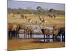 Giraffe and Elephant at a Water Hole, Etosha National Park, Namibia-Christian Kober-Mounted Photographic Print