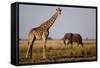 Giraffe and Elephant on the Savanna-Paul Souders-Framed Stretched Canvas