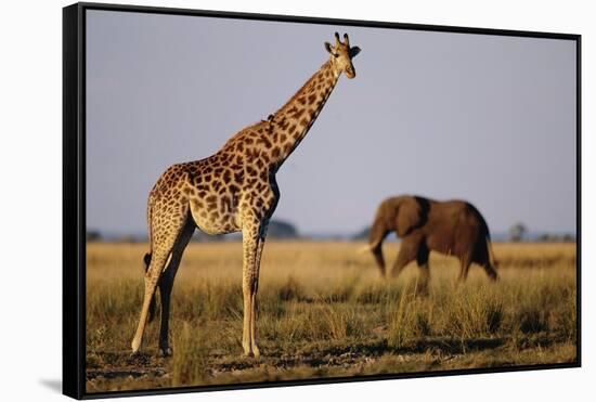 Giraffe and Elephant on the Savanna-Paul Souders-Framed Stretched Canvas