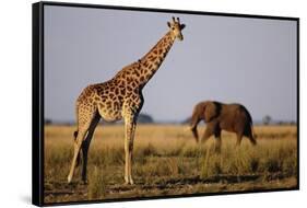 Giraffe and Elephant on the Savanna-Paul Souders-Framed Stretched Canvas