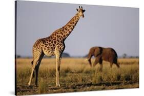 Giraffe and Elephant on the Savanna-Paul Souders-Stretched Canvas