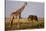 Giraffe and Elephant on the Savanna-Paul Souders-Stretched Canvas