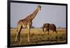 Giraffe and Elephant on the Savanna-Paul Souders-Framed Photographic Print