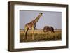 Giraffe and Elephant on the Savanna-Paul Souders-Framed Photographic Print