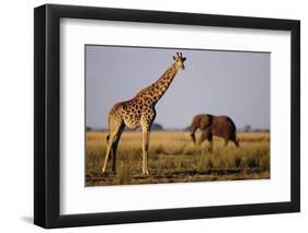 Giraffe and Elephant on the Savanna-Paul Souders-Framed Photographic Print