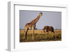 Giraffe and Elephant on the Savanna-Paul Souders-Framed Photographic Print