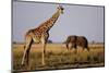 Giraffe and Elephant on the Savanna-Paul Souders-Mounted Photographic Print