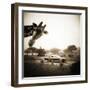Giraffe and Friends Falcon Ridge Texas-Theo Westenberger-Framed Premium Photographic Print