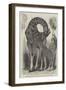 Giraffe and Her Young, at the Menagerie of the Zoological Society, Regent'S-Park-null-Framed Giclee Print
