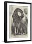 Giraffe and Her Young, at the Menagerie of the Zoological Society, Regent'S-Park-null-Framed Giclee Print