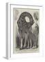 Giraffe and Her Young, at the Menagerie of the Zoological Society, Regent'S-Park-null-Framed Giclee Print
