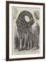 Giraffe and Her Young, at the Menagerie of the Zoological Society, Regent'S-Park-null-Framed Giclee Print