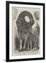 Giraffe and Her Young, at the Menagerie of the Zoological Society, Regent'S-Park-null-Framed Giclee Print