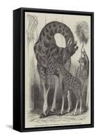 Giraffe and Her Young, at the Menagerie of the Zoological Society, Regent'S-Park-null-Framed Stretched Canvas