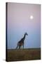 Giraffe and Moonrise, Chobe National Park, Botswana-Paul Souders-Stretched Canvas