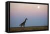 Giraffe and Moonrise, Chobe National Park, Botswana-Paul Souders-Framed Stretched Canvas