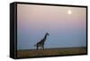 Giraffe and Moonrise, Chobe National Park, Botswana-Paul Souders-Framed Stretched Canvas