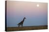 Giraffe and Moonrise, Chobe National Park, Botswana-Paul Souders-Stretched Canvas