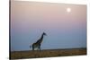 Giraffe and Moonrise, Chobe National Park, Botswana-Paul Souders-Stretched Canvas