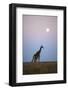 Giraffe and Moonrise, Chobe National Park, Botswana-Paul Souders-Framed Photographic Print