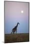 Giraffe and Moonrise, Chobe National Park, Botswana-Paul Souders-Mounted Photographic Print