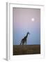Giraffe and Moonrise, Chobe National Park, Botswana-Paul Souders-Framed Photographic Print