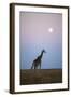 Giraffe and Moonrise, Chobe National Park, Botswana-Paul Souders-Framed Photographic Print