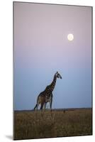 Giraffe and Moonrise, Chobe National Park, Botswana-Paul Souders-Mounted Photographic Print