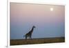 Giraffe and Moonrise, Chobe National Park, Botswana-Paul Souders-Framed Photographic Print