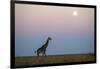 Giraffe and Moonrise, Chobe National Park, Botswana-Paul Souders-Framed Photographic Print