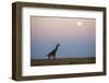 Giraffe and Moonrise, Chobe National Park, Botswana-Paul Souders-Framed Photographic Print