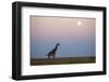 Giraffe and Moonrise, Chobe National Park, Botswana-Paul Souders-Framed Photographic Print