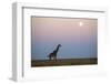 Giraffe and Moonrise, Chobe National Park, Botswana-Paul Souders-Framed Photographic Print