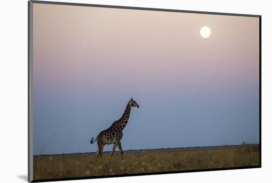 Giraffe and Moonrise, Chobe National Park, Botswana-Paul Souders-Mounted Photographic Print