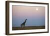 Giraffe and Moonrise, Chobe National Park, Botswana-Paul Souders-Framed Photographic Print